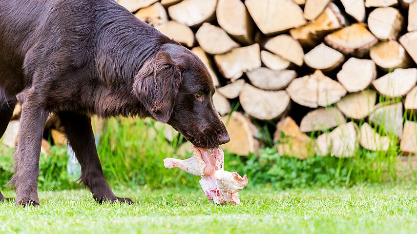 Can Dogs Eat Raw Chicken Gizzards? The Real Answer