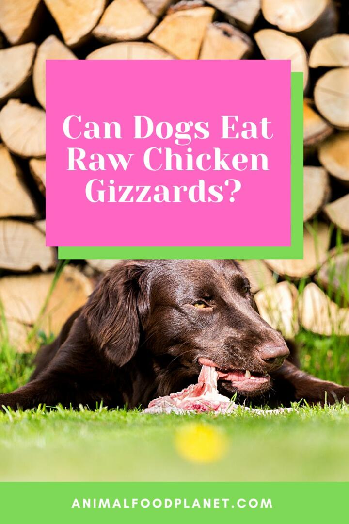  Can Dogs Eat Raw Chicken Gizzards The Real Answer