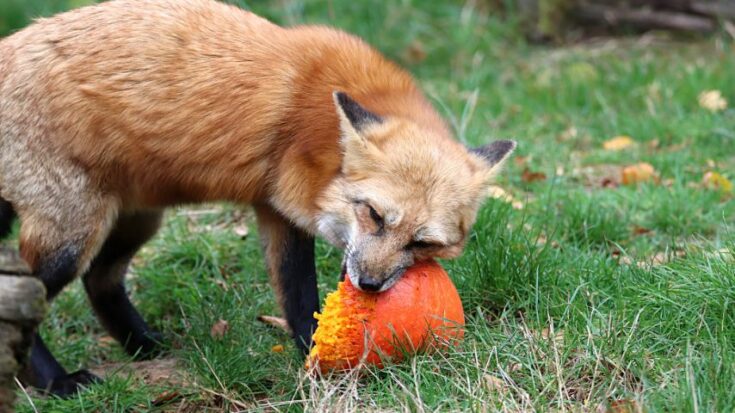 What Do Red Foxes Eat A Surprising Variety Animalfoodplanet