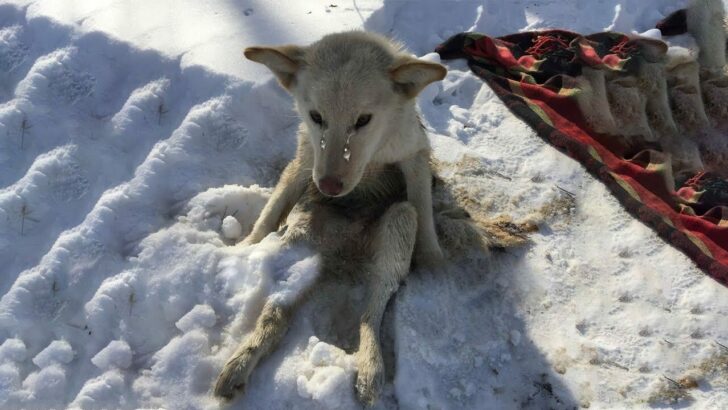 Tears of a Dog That Collapsed in The Cold Snow for Days, Unable to Move